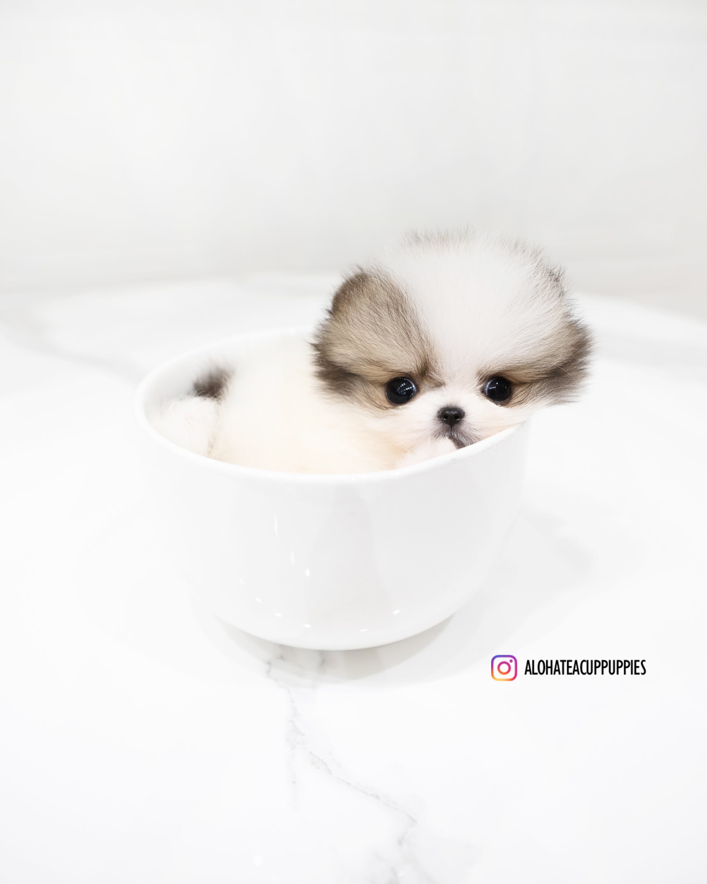 福宝 [茶杯博美犬]