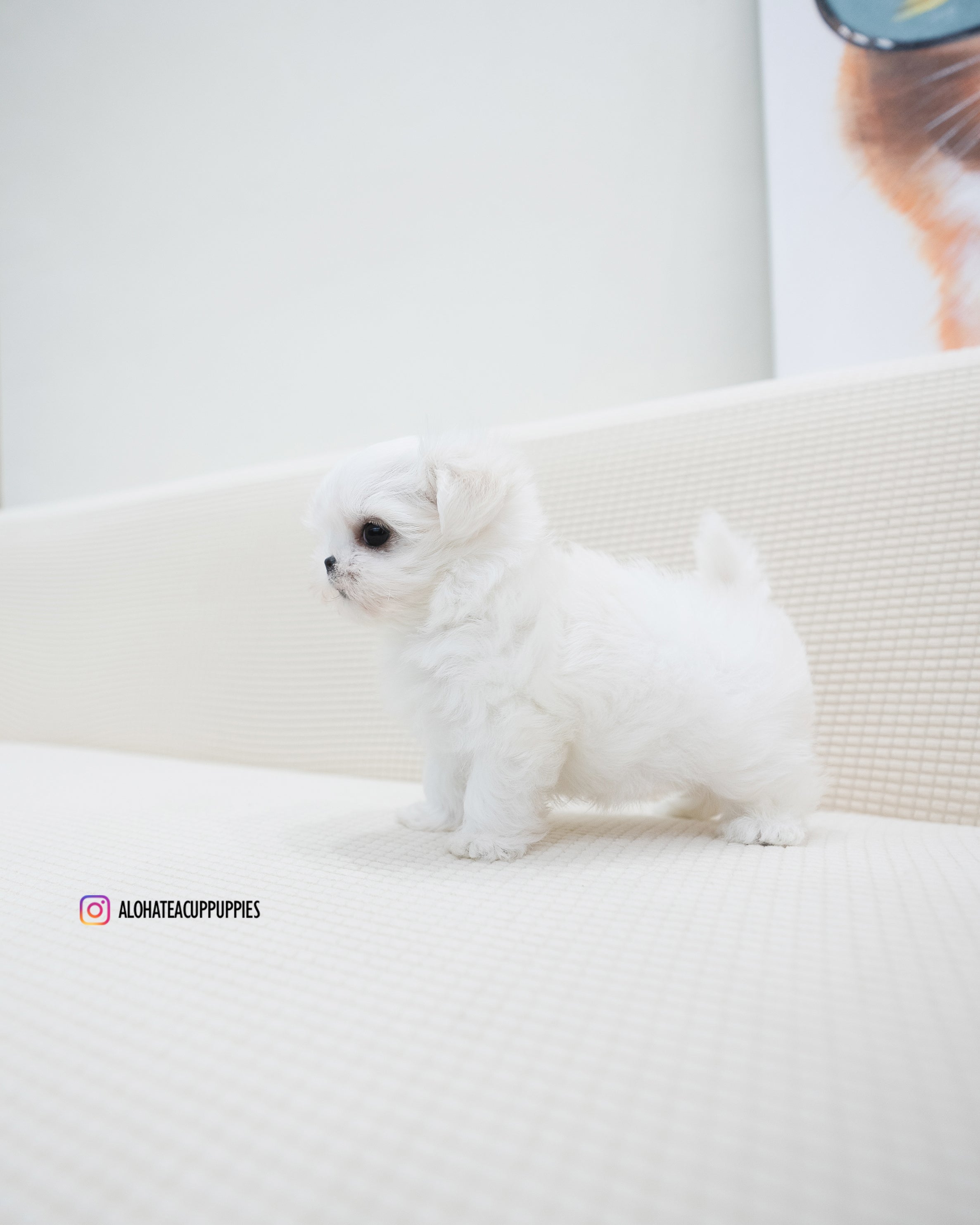 Terry [TEACUP MALTESE]