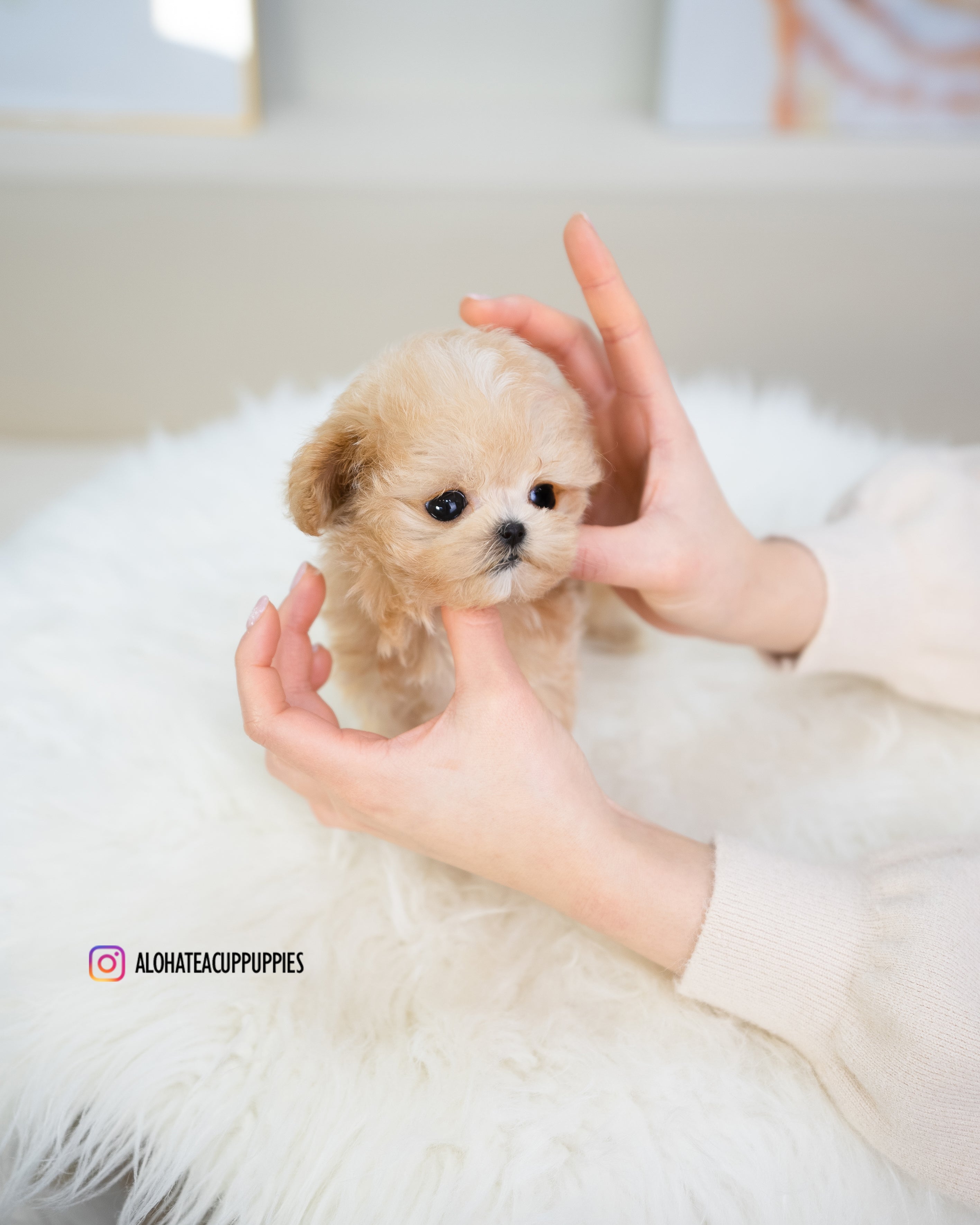 Gucci [TEACUP MALTIPOO]