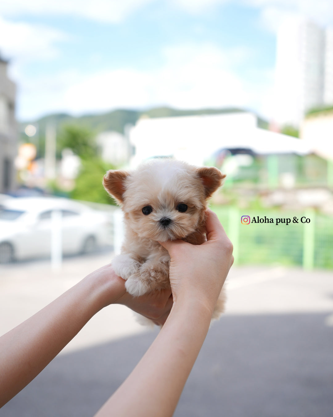 Titi [TEACUP MALTIPOO]