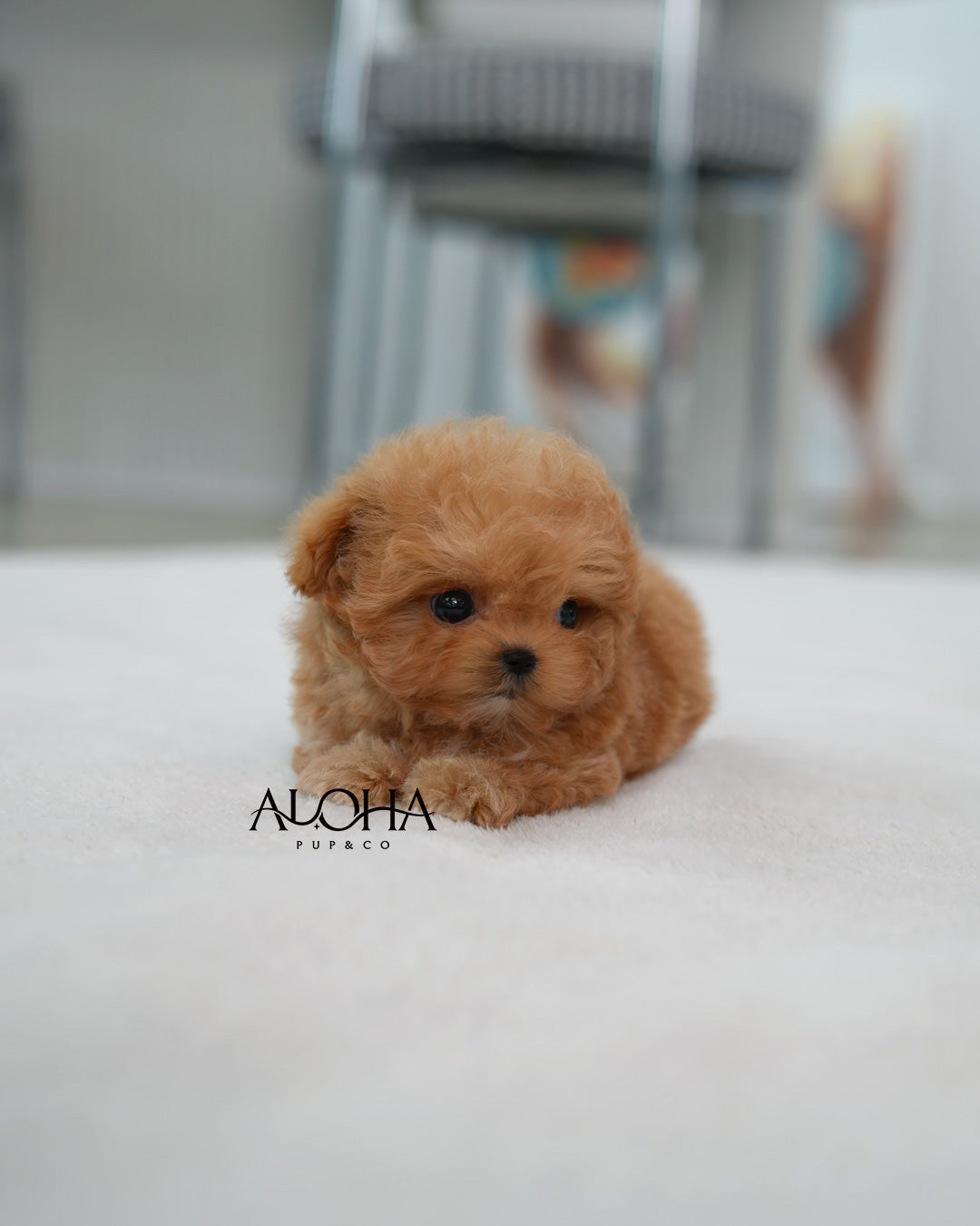 Louie [TEACUP MALTIPOO]