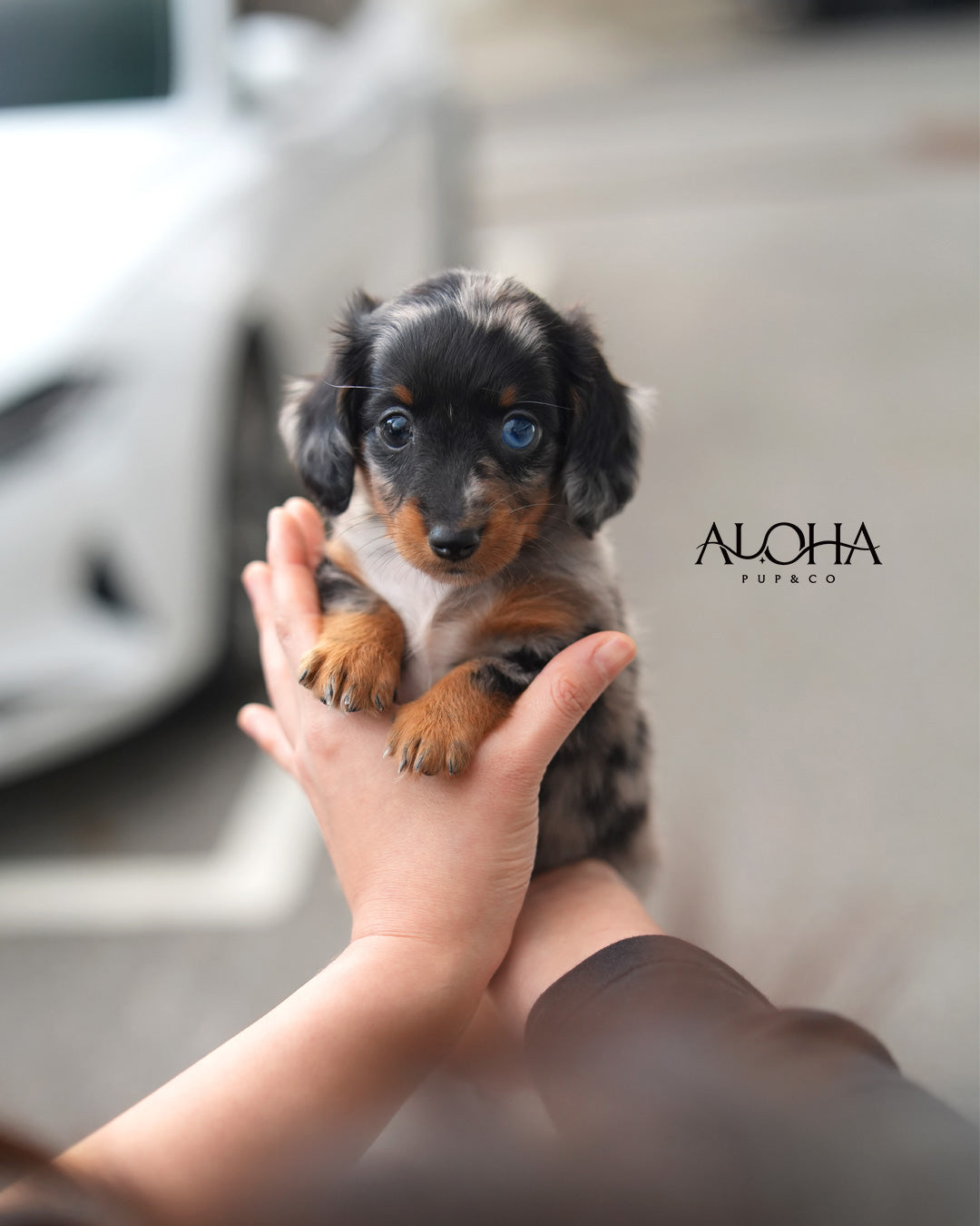 Aron [Mini Dachshund]