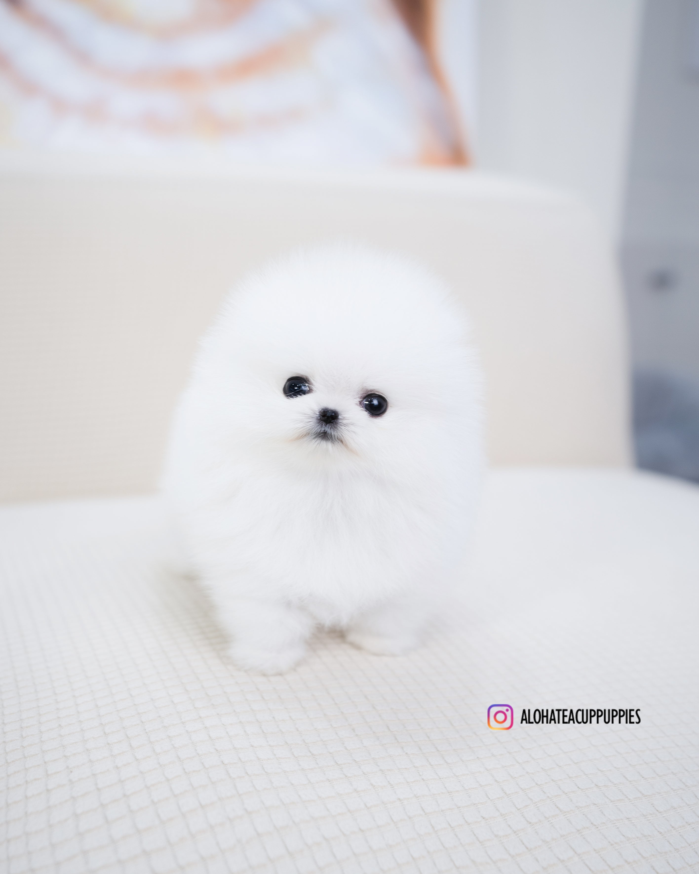 牛奶 [茶杯博美犬]