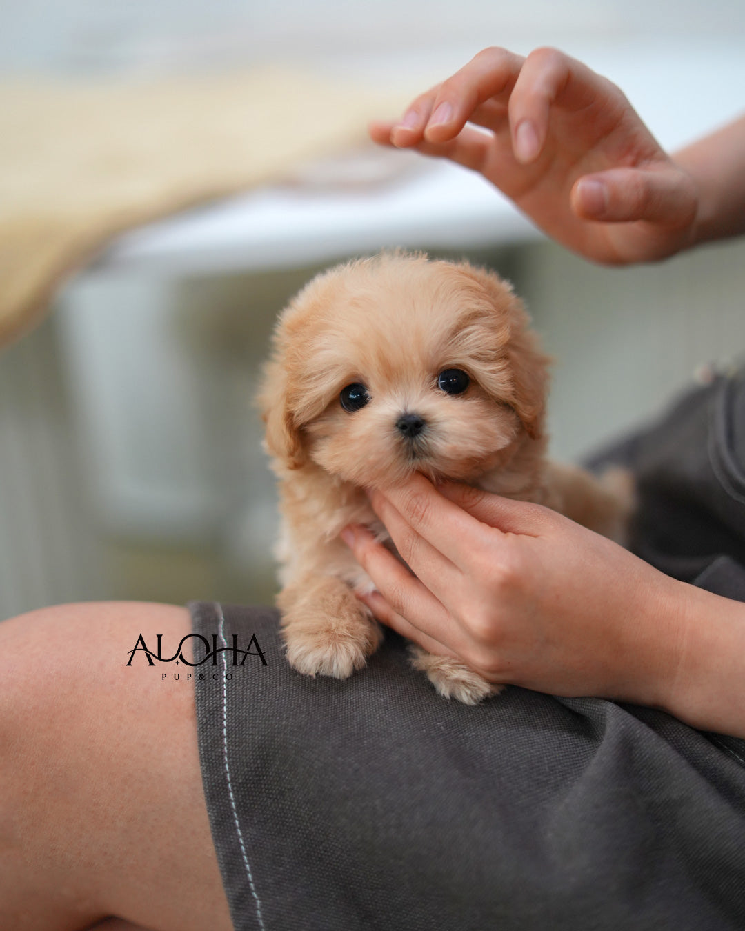 Jay [TEACUP MALTIPOO]