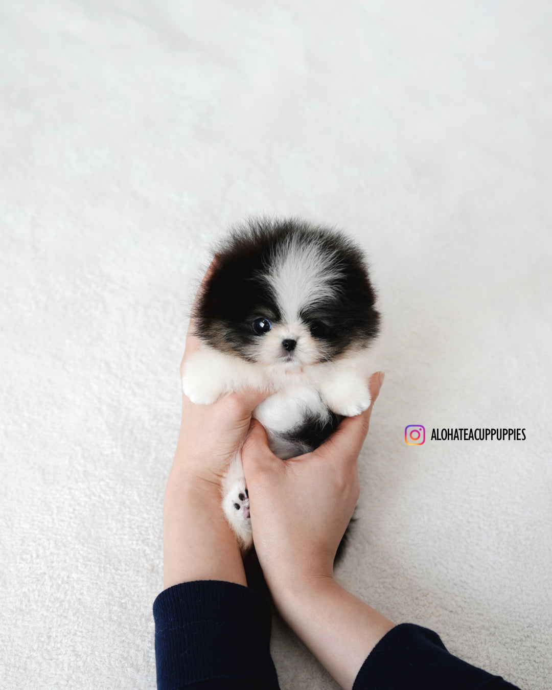 鼠尾草 [茶杯博美犬]