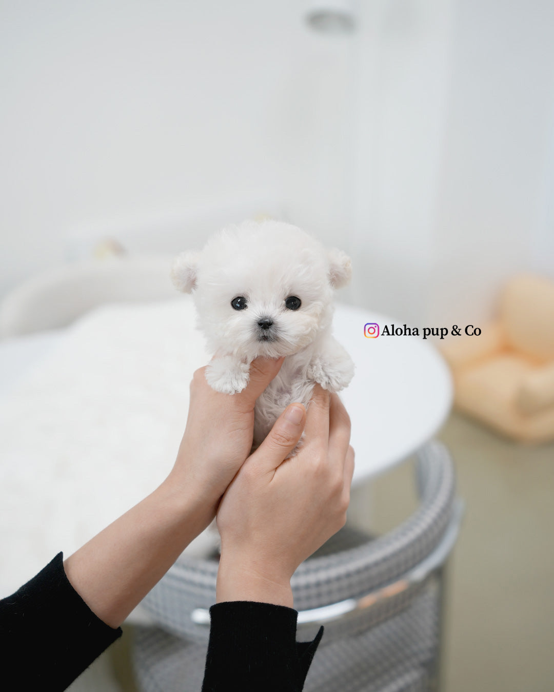 Mori [TEACUP POODLE]