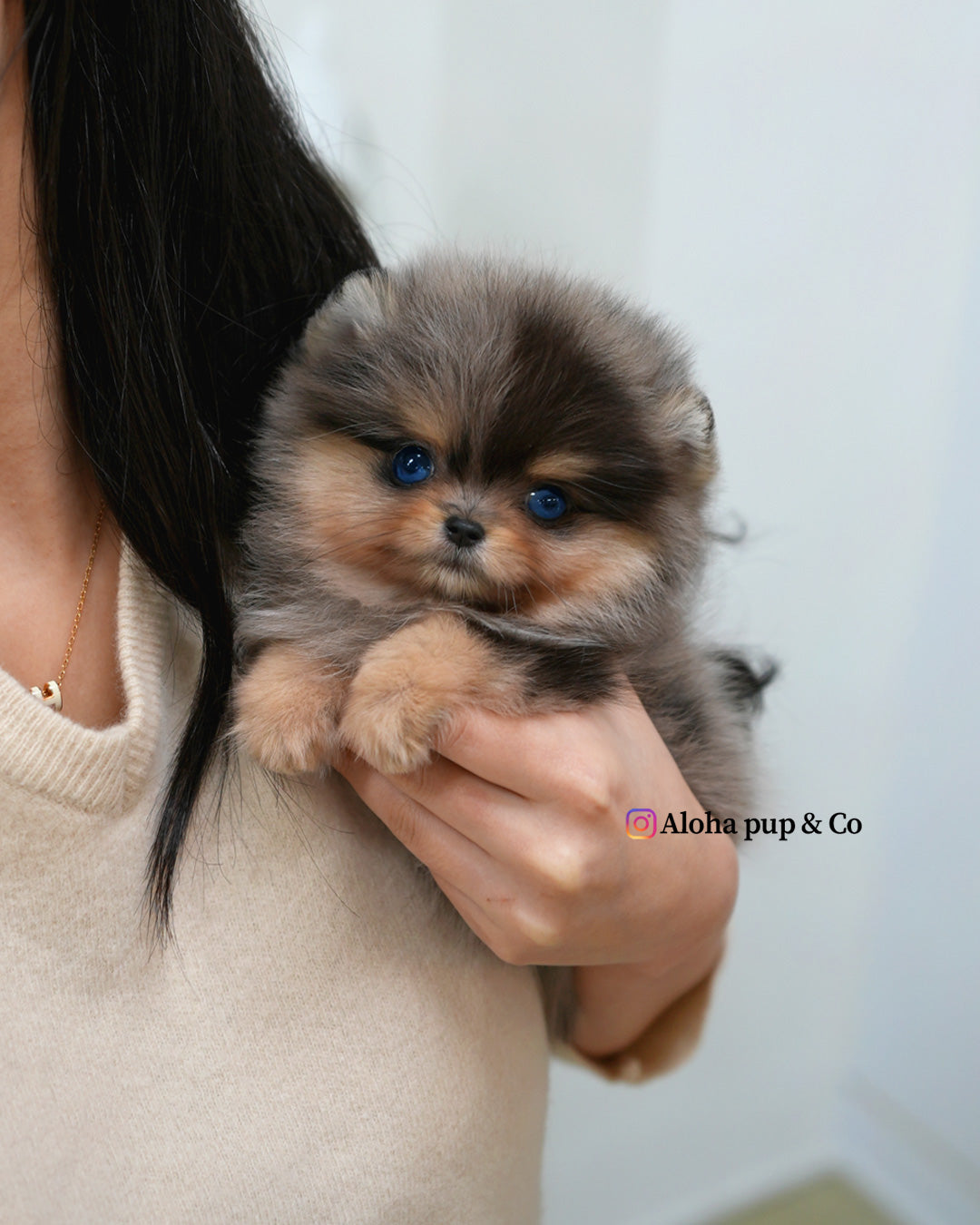 Lyn [POMERANIA TACITA DE TÉ]