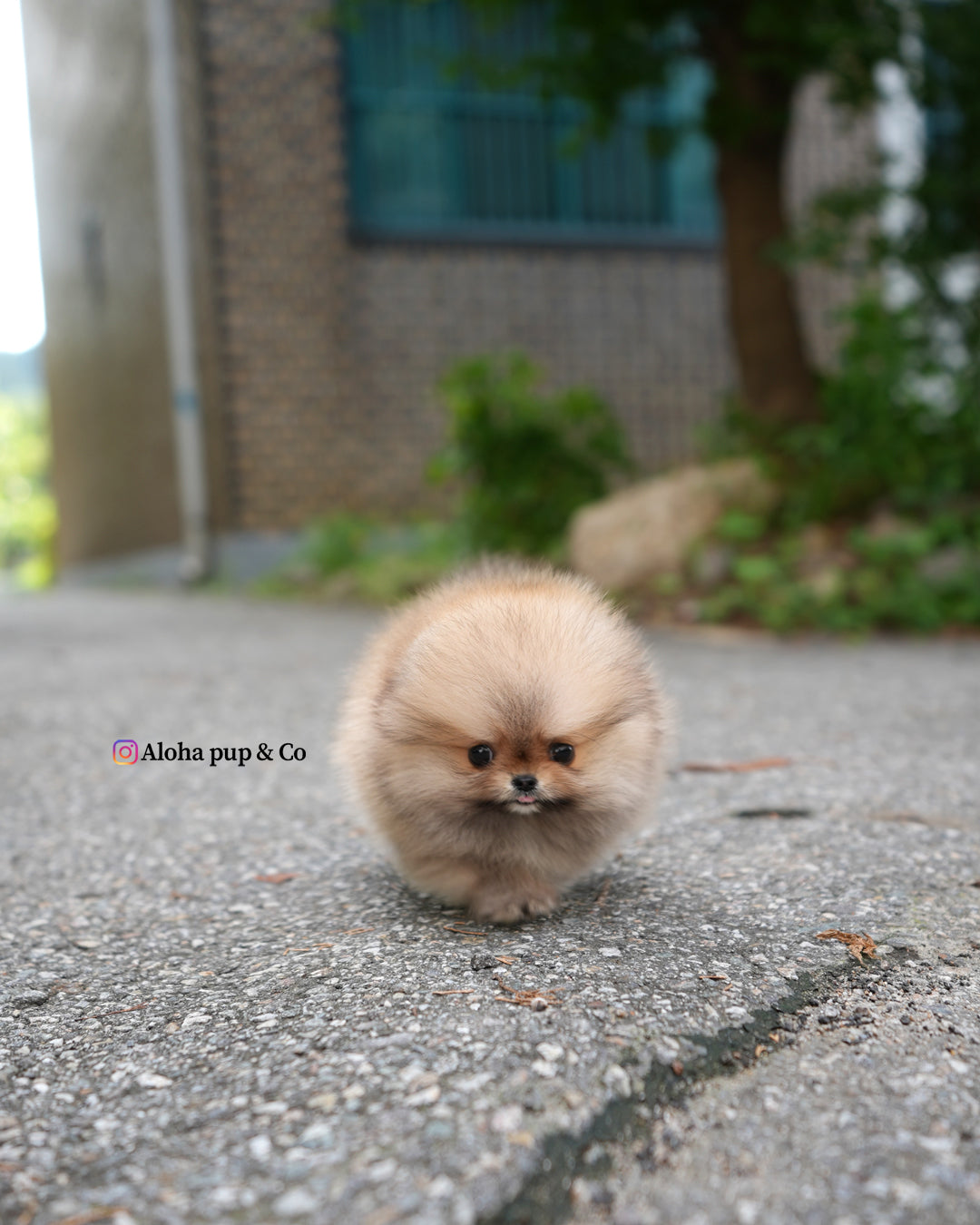 Berry [POMERANIA TAZA DE TÉ]