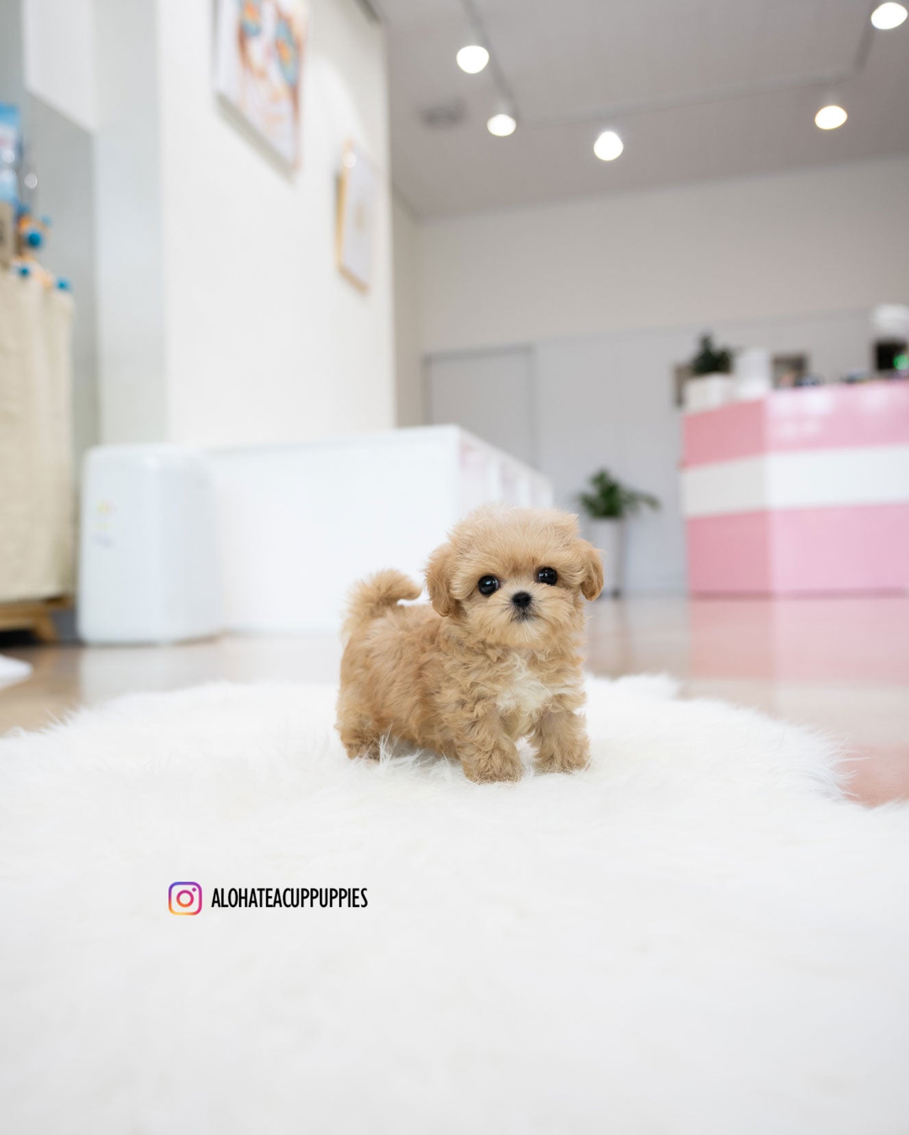 Benji [TEACUP MALTIPOO]