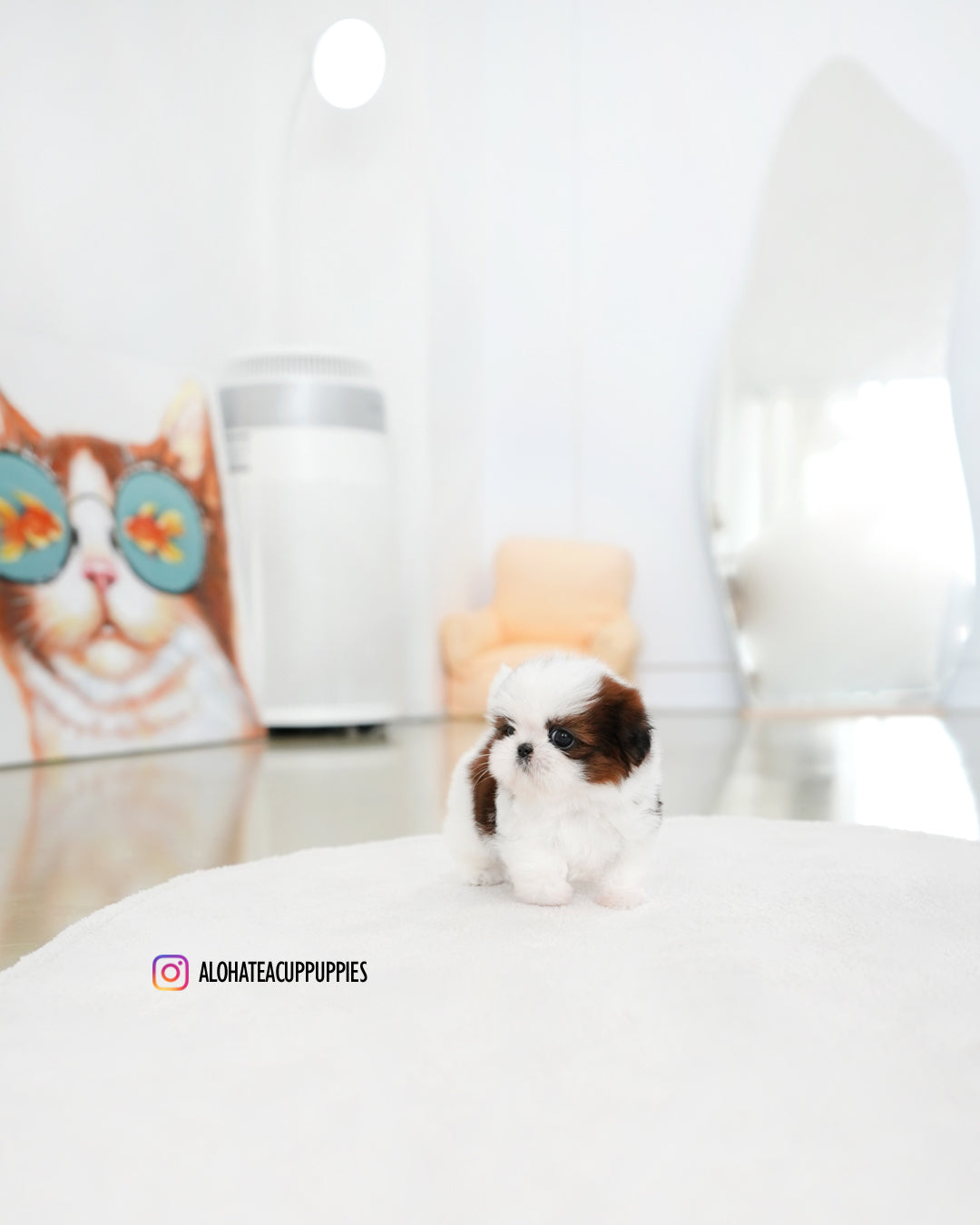 Darling [Mini Shih tzu]