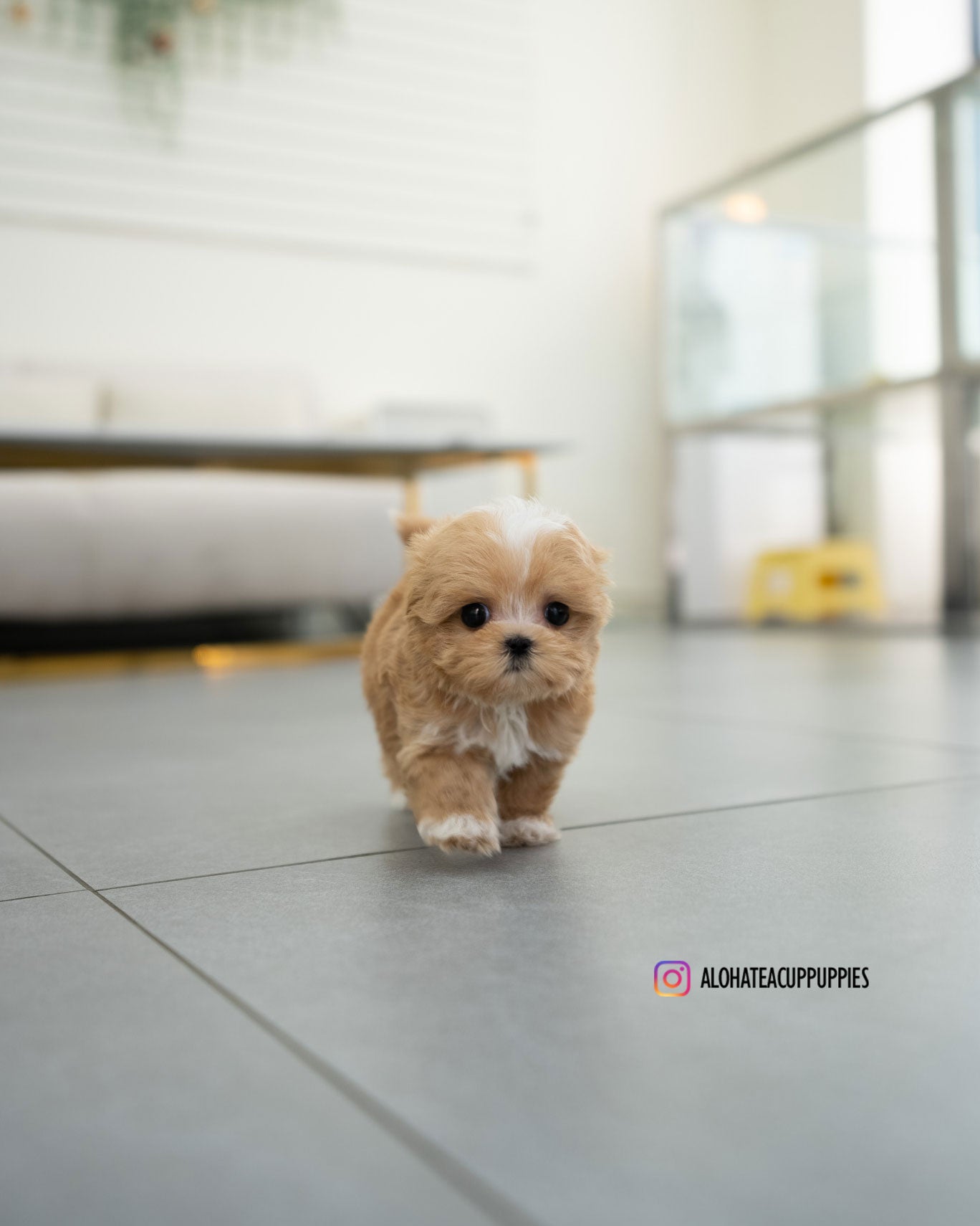 Eden [TEACUP MALTIPOO]