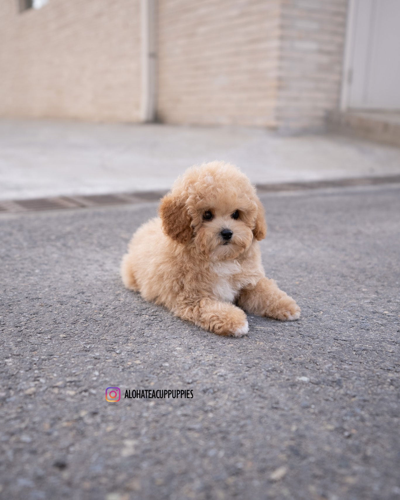 POO [MINI GOLDEN DOODLE]