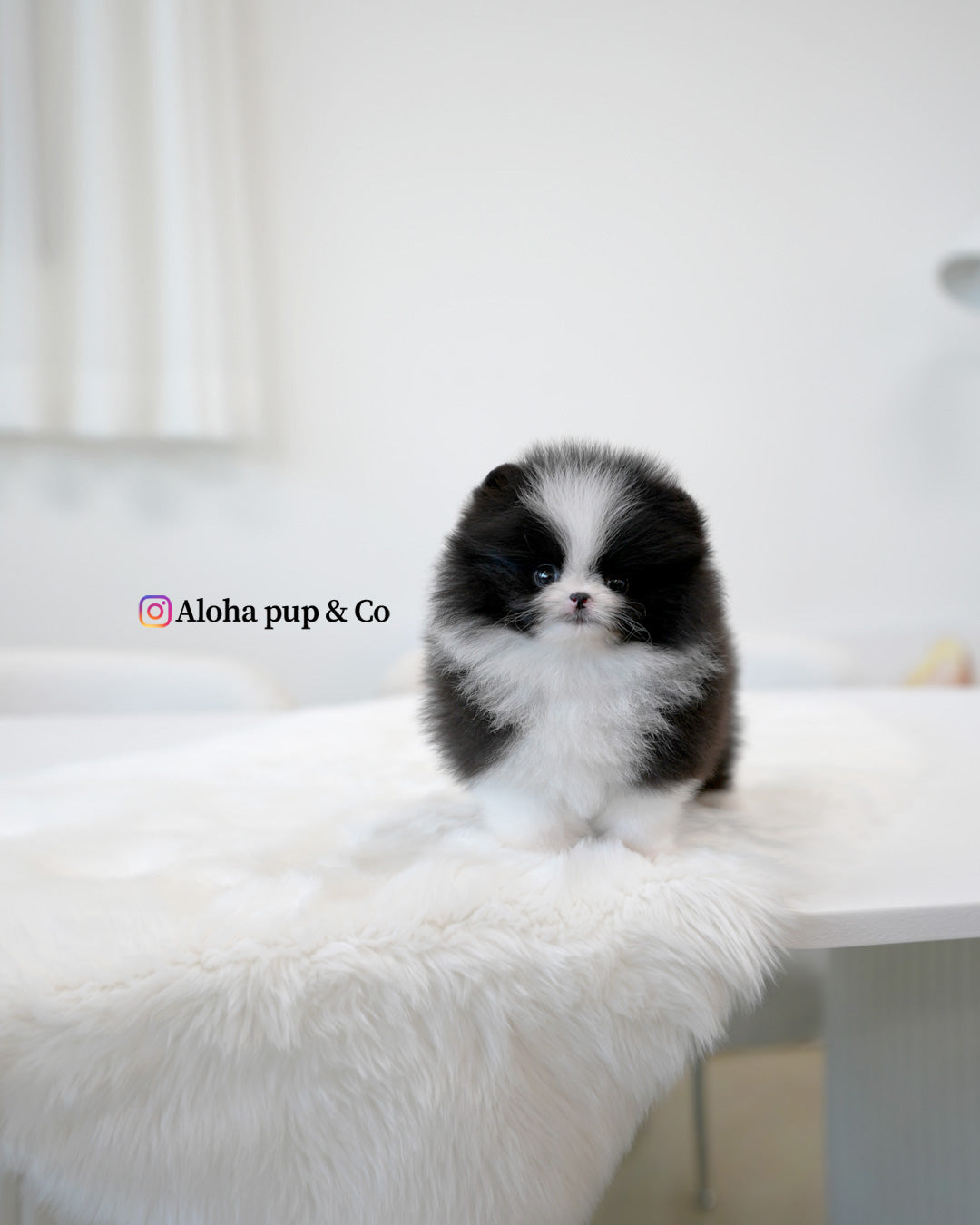 Lacie [POMERANIA TAZA DE TÉ]
