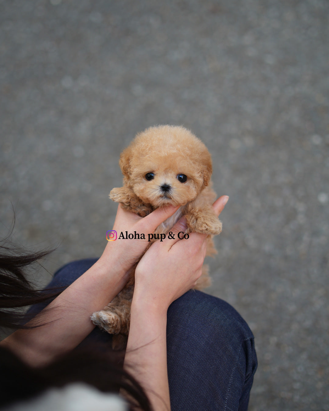 Tes [MALTIPOO TAZA DE TÉ]