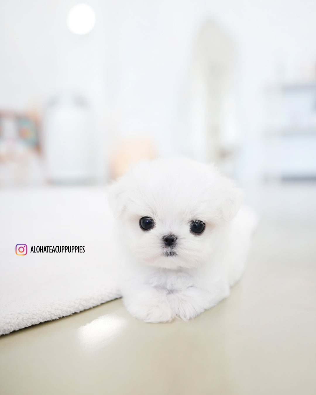 Joel [TEACUP MALTESE]
