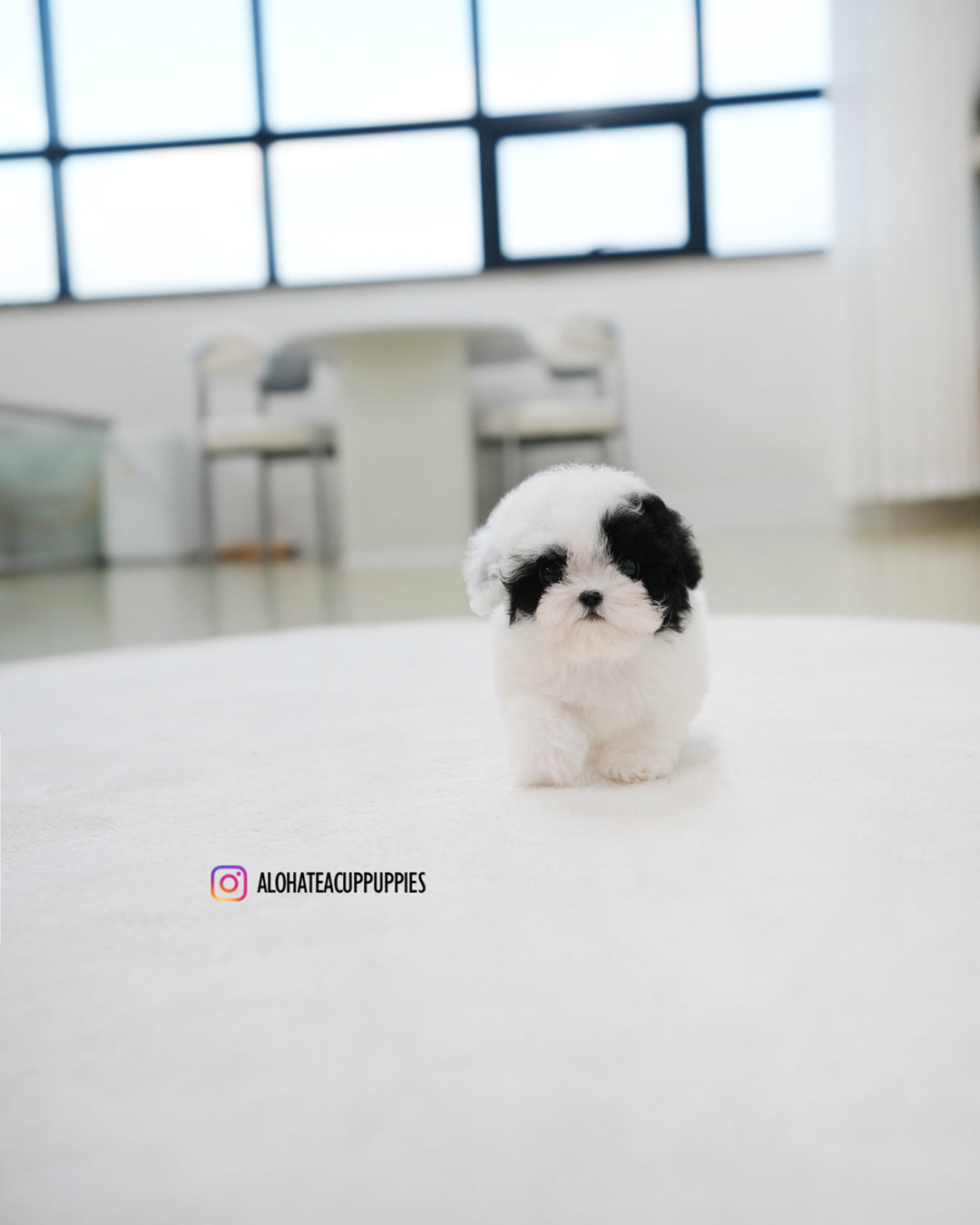 Rocky [TEACUP POODLE]