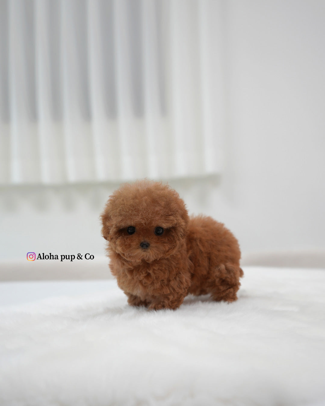 Betty [TEACUP POODLE]