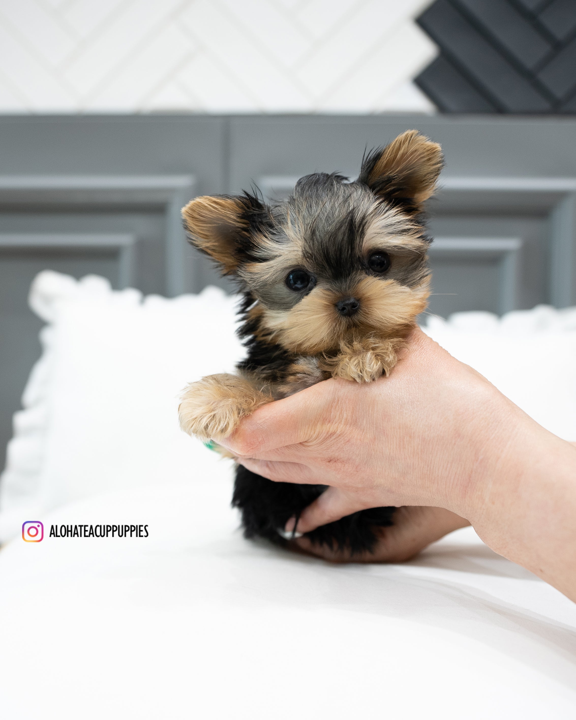 Bailey [TEACUP YORKIE]