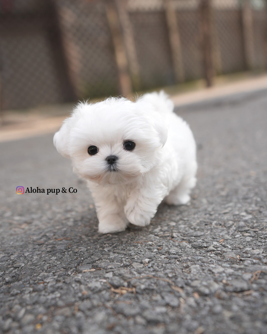 Otis [TEACUP MALTESE]