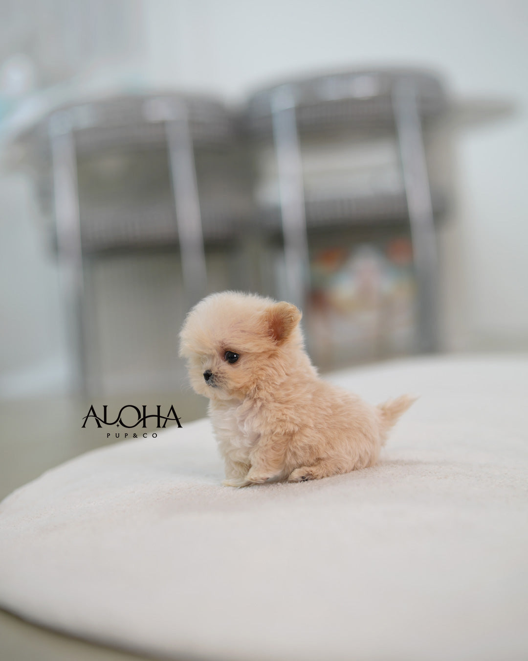 Butter [TEACUP MALTIPOO]