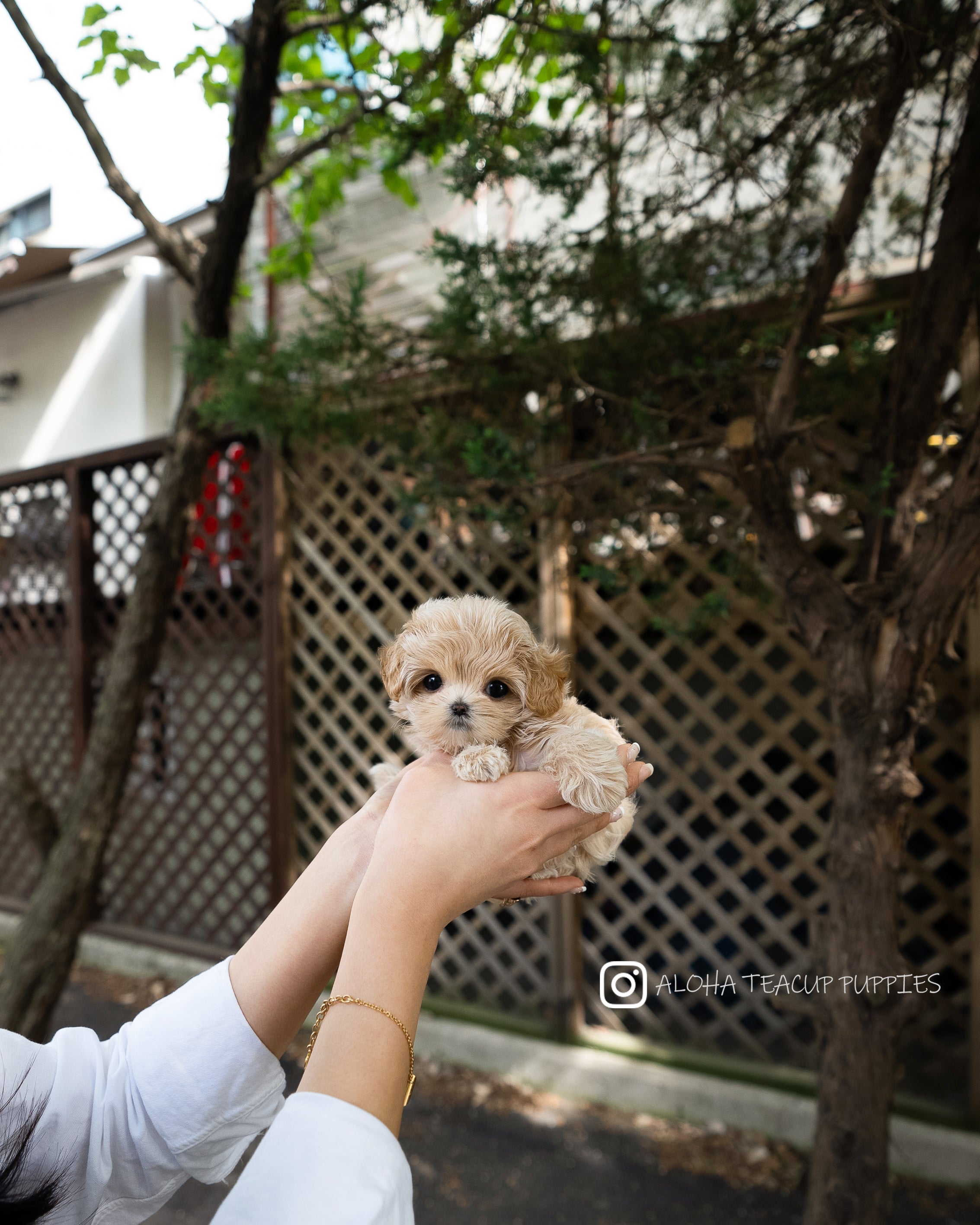 Darcy [TEACUP MALTIPOO]