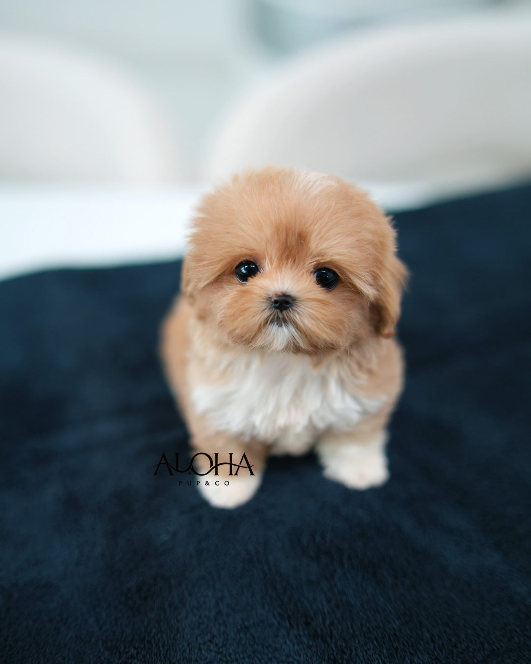 Kiki [TEACUP MALTIPOO]