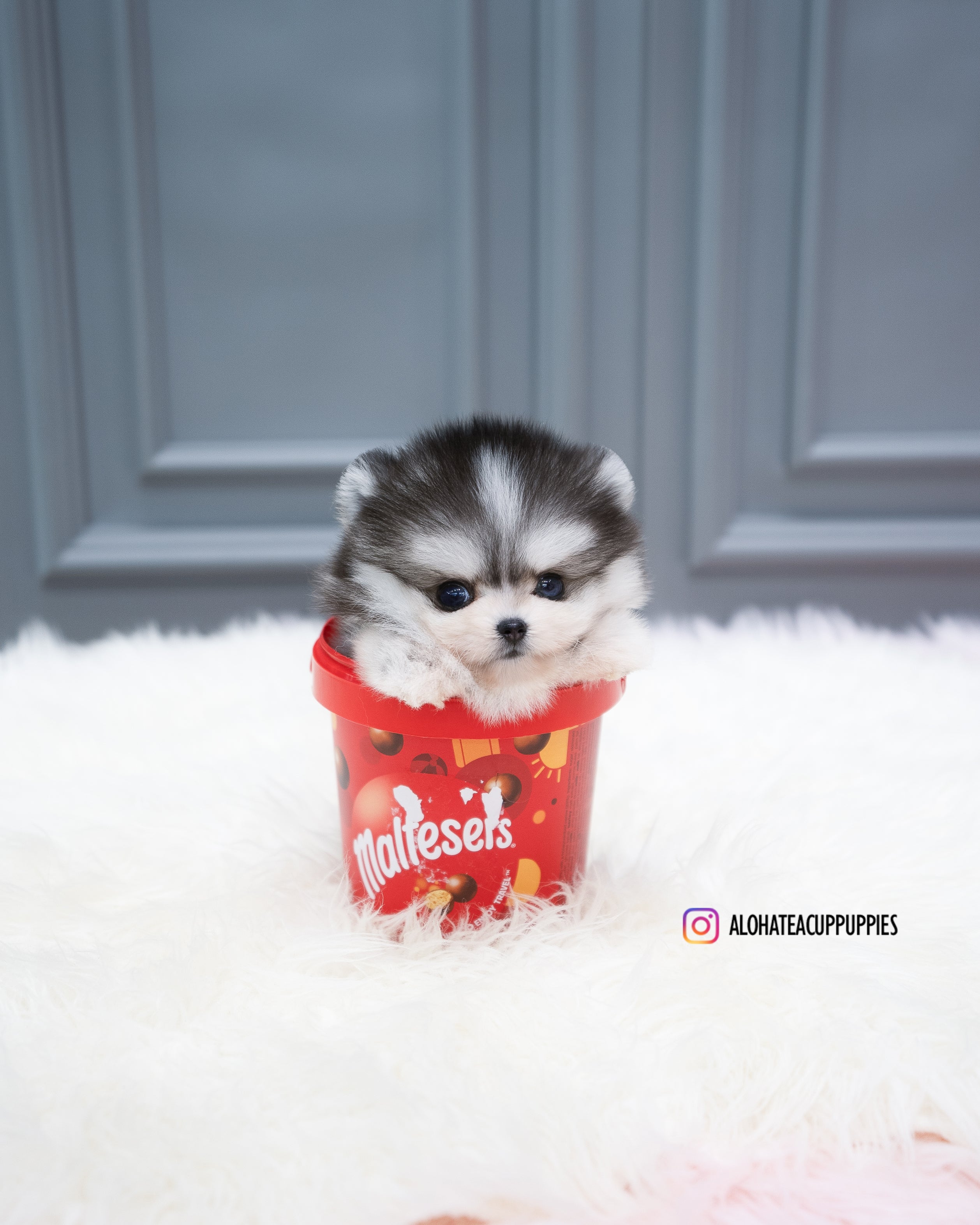Royal [TEACUP POMSKY]