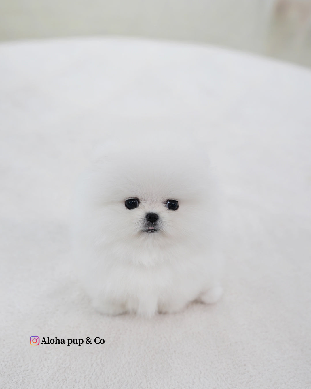Biscuit [POMERANIA TAZA DE TÉ]
