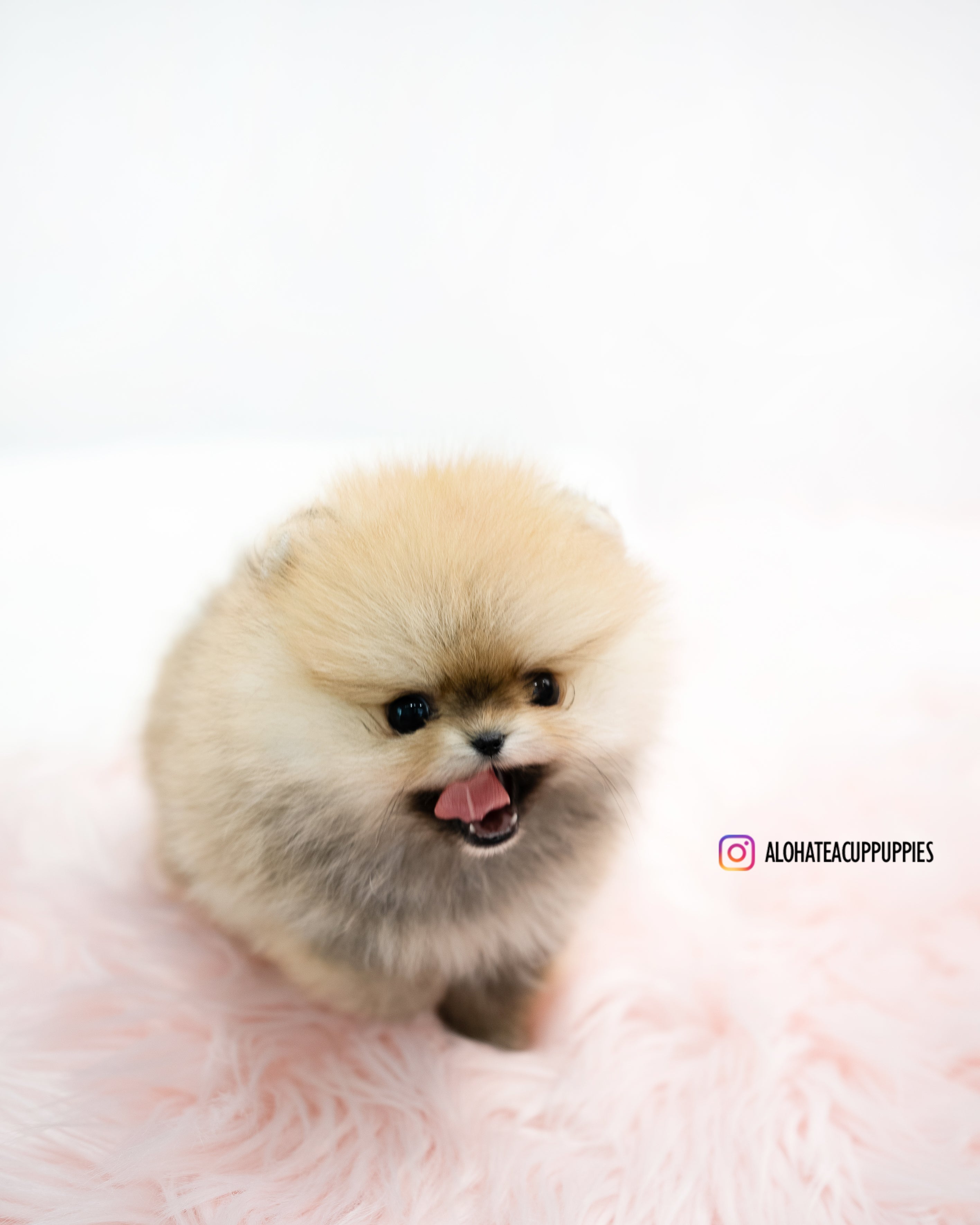 菲比 [茶杯博美犬]