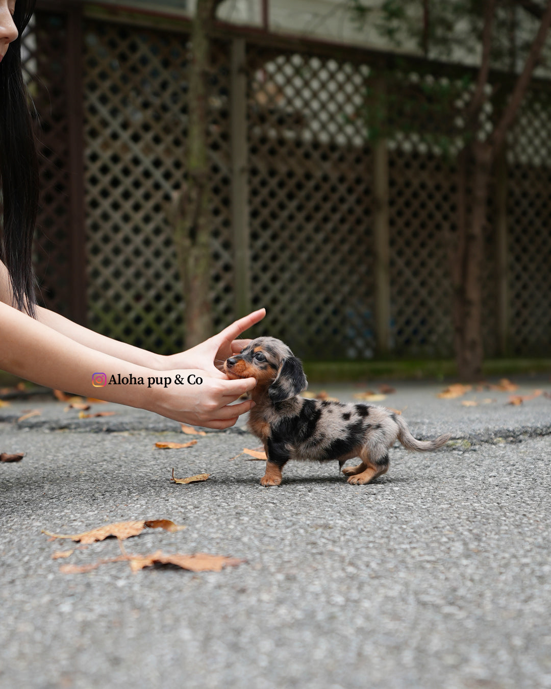 Blair [Mini Dachshund]
