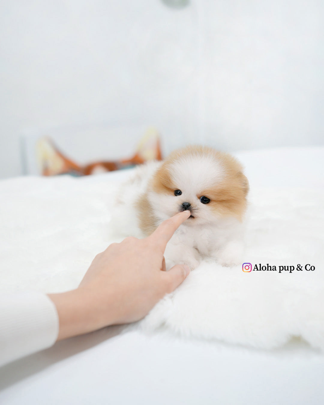 Celine [POMERANIA TAZA DE TÉ]