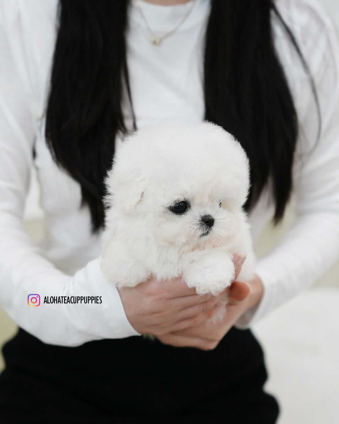 Celine [TEACUP BICHON]