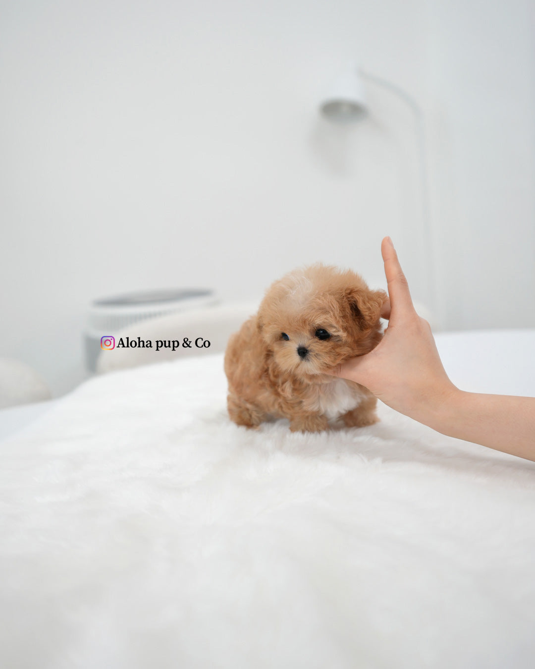 Kael [MALTIPOO TAZA DE TÉ]