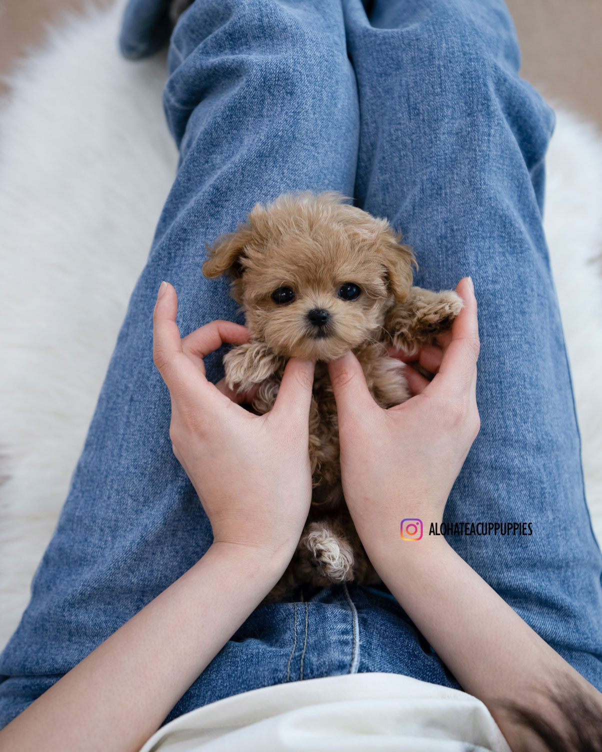 Bunny [TEACUP MALTIPOO]