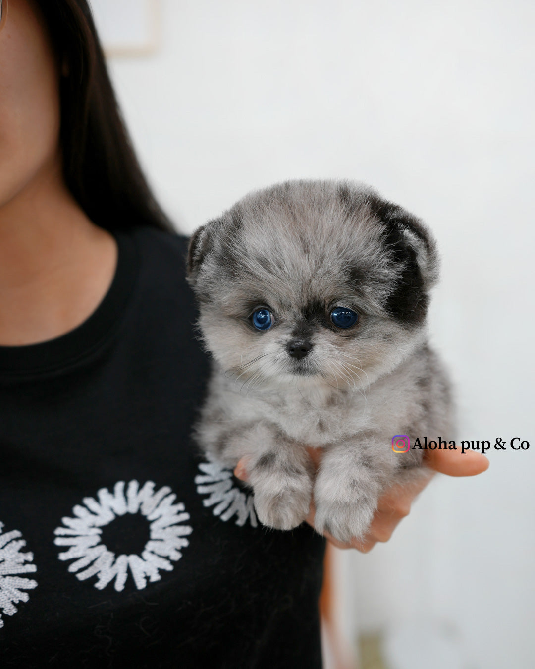 Lujo [POMERANIA TAZA DE TÉ]
