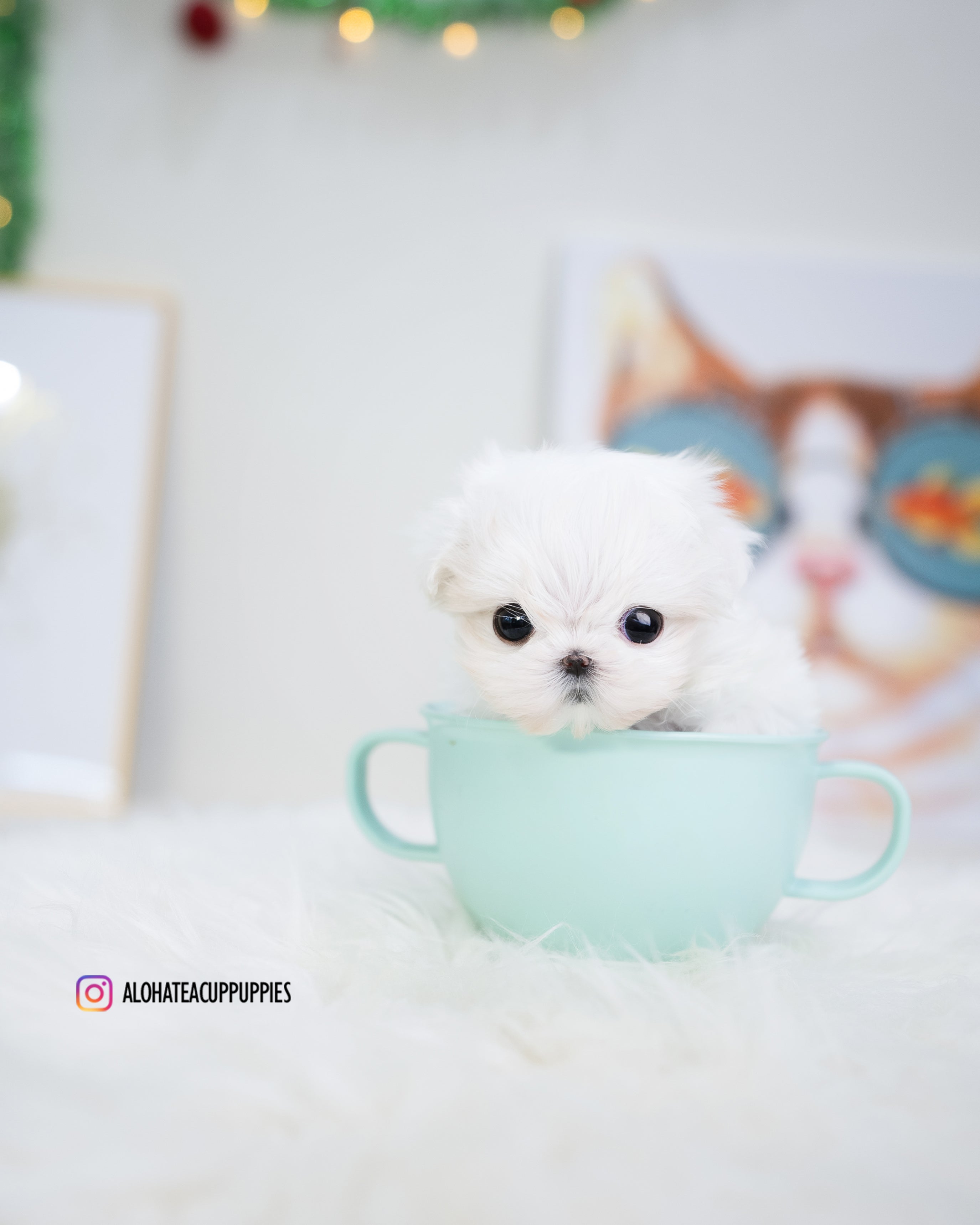 Tiffany [TEACUP MALTESE]