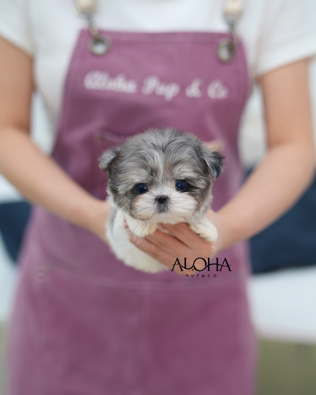 Felix [TEACUP MALTIPOO]