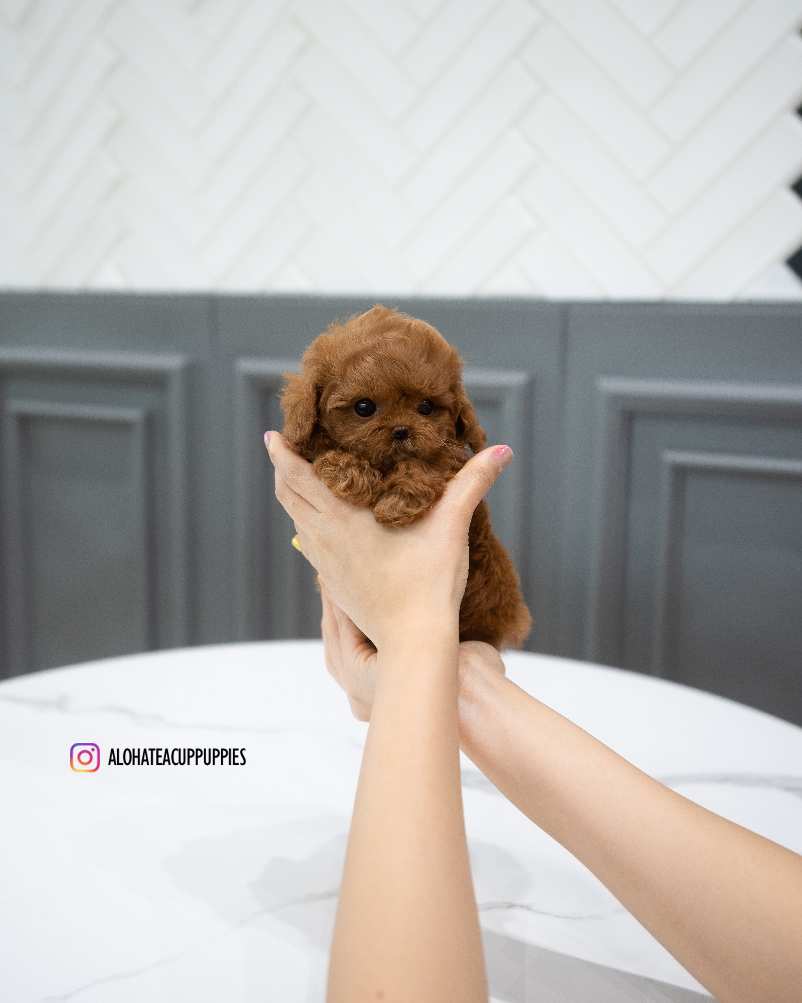 Abby [TEACUP MALTIPOO]