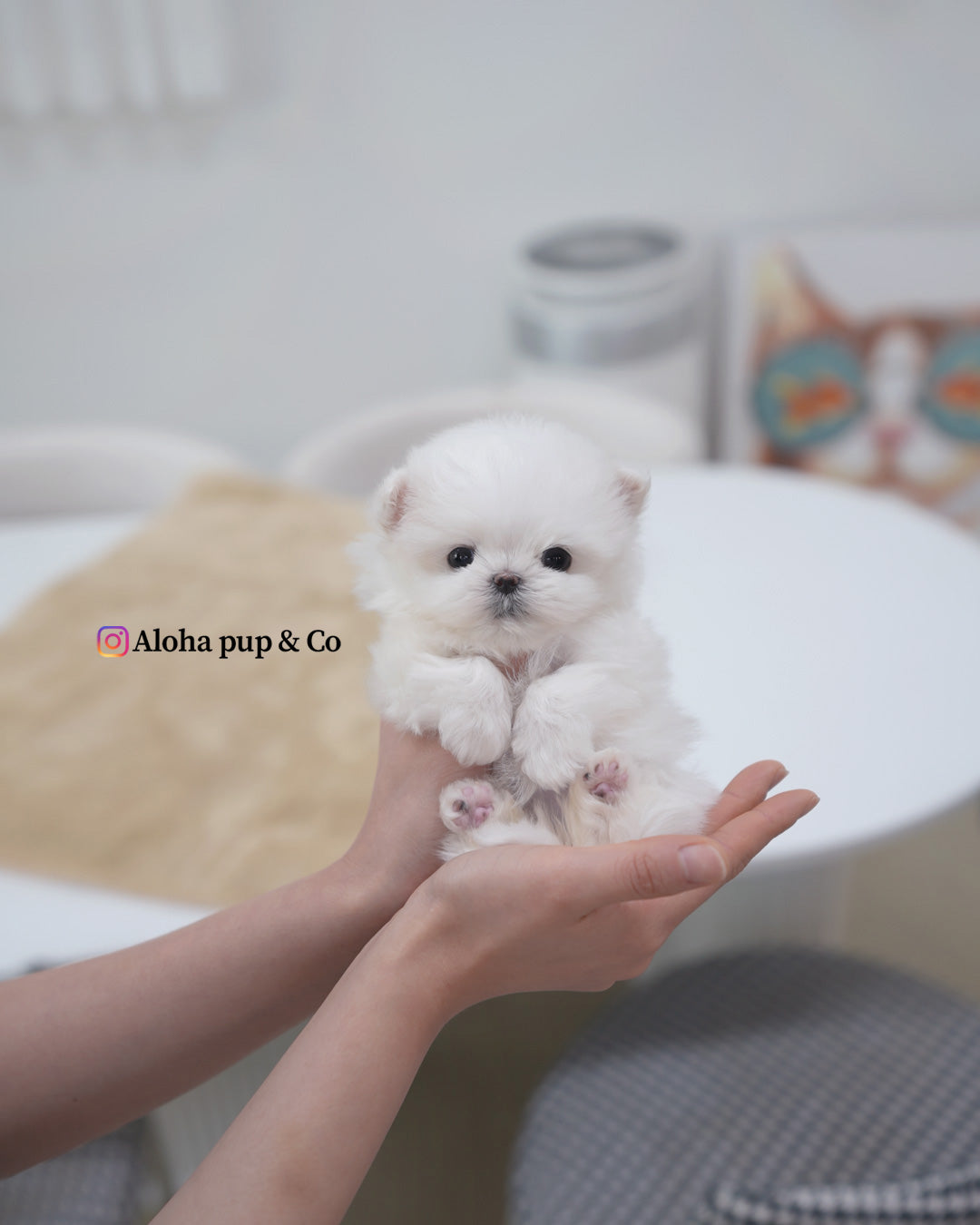 Mia [TEACUP MALTESE]