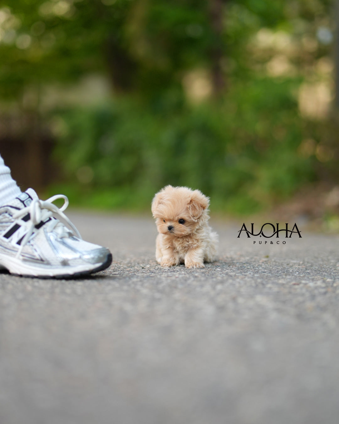 Romy [TEACUP MALTIPOO]
