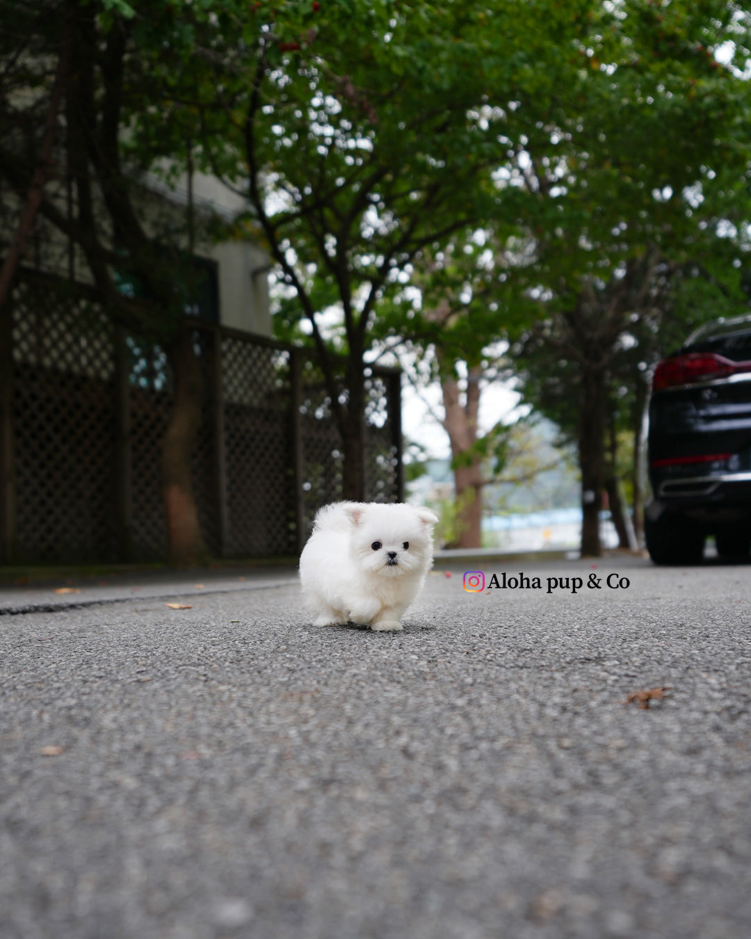Poki [TEACUP MALTESE]