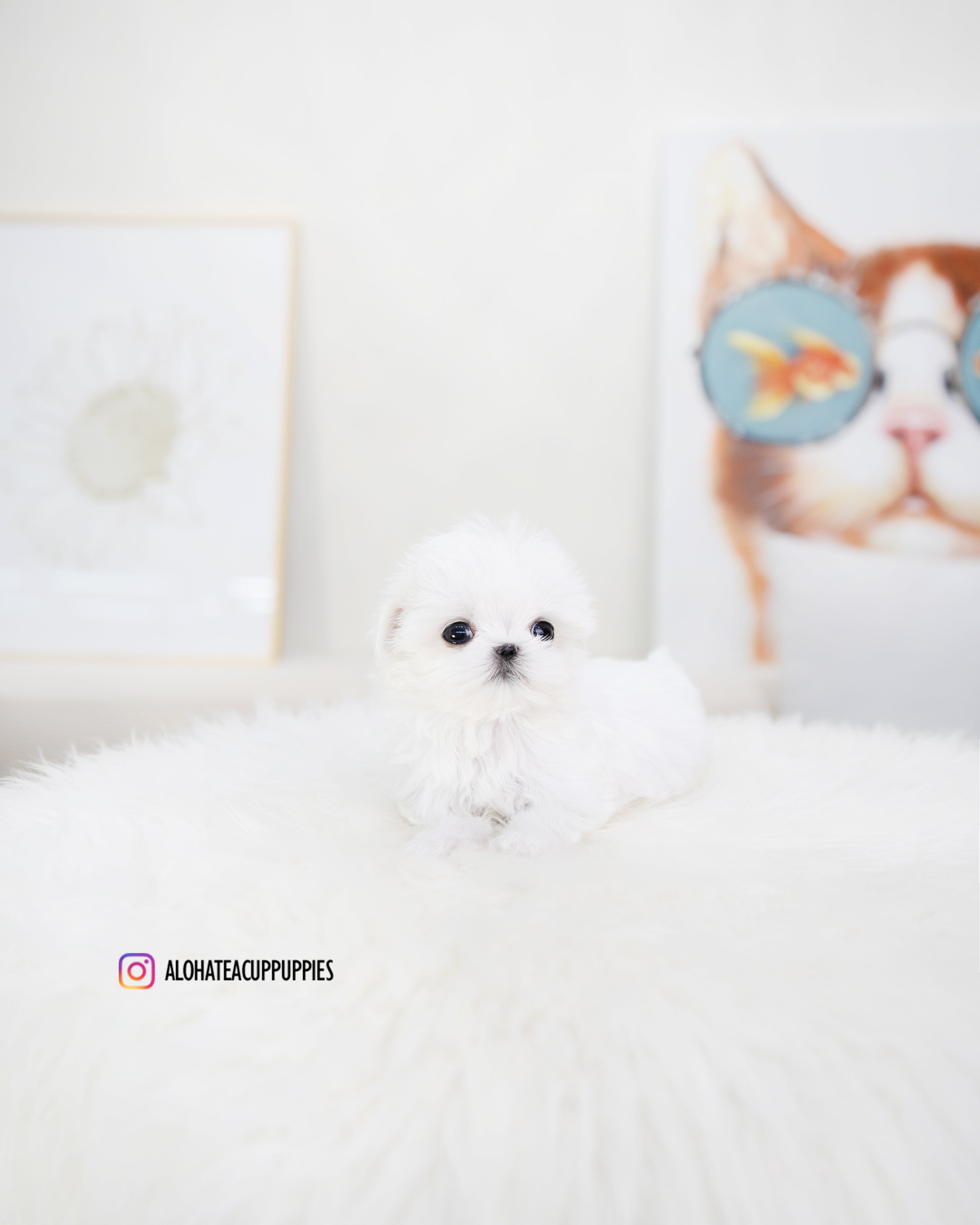 Orion [TEACUP MALTESE]