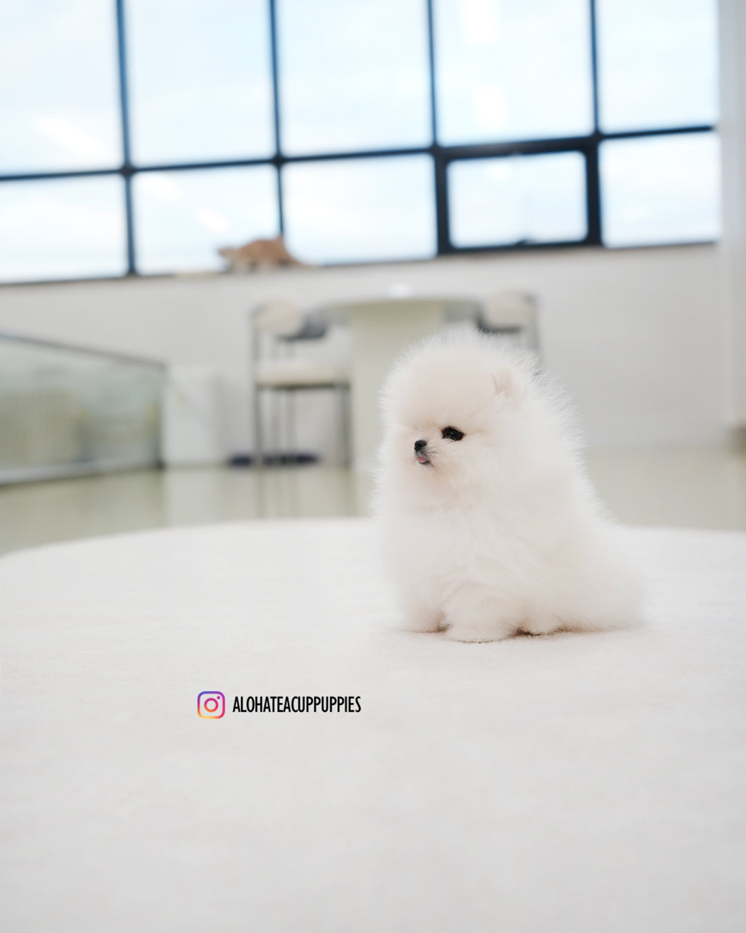 Rocco [POMERANIA TAZA DE TÉ]