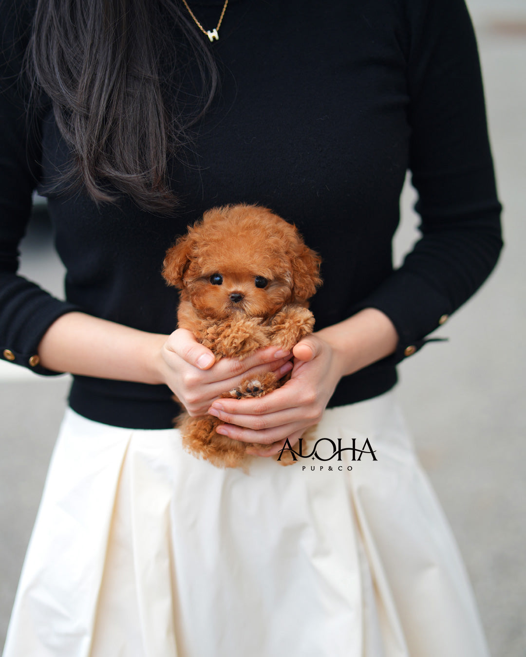 Macaron [TEACUP POODLE]