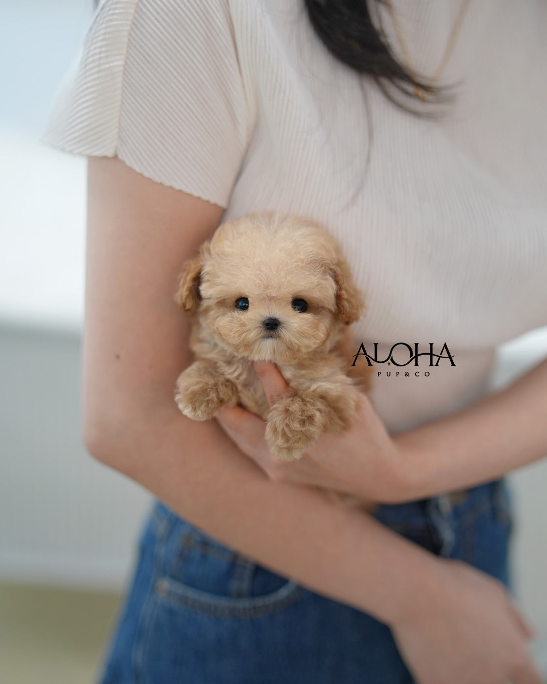 Leon [TEACUP POODLE]