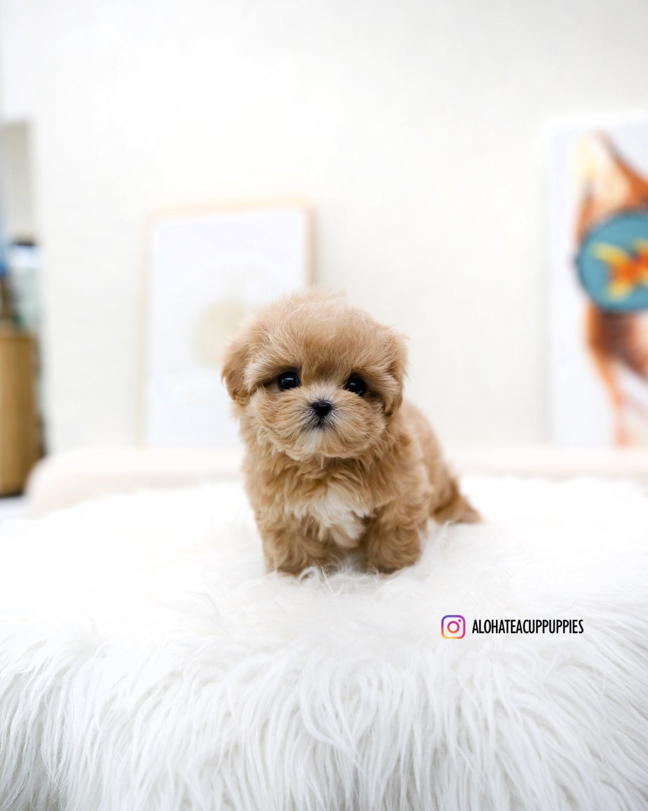 Mignon [TEACUP MALTIPOO]