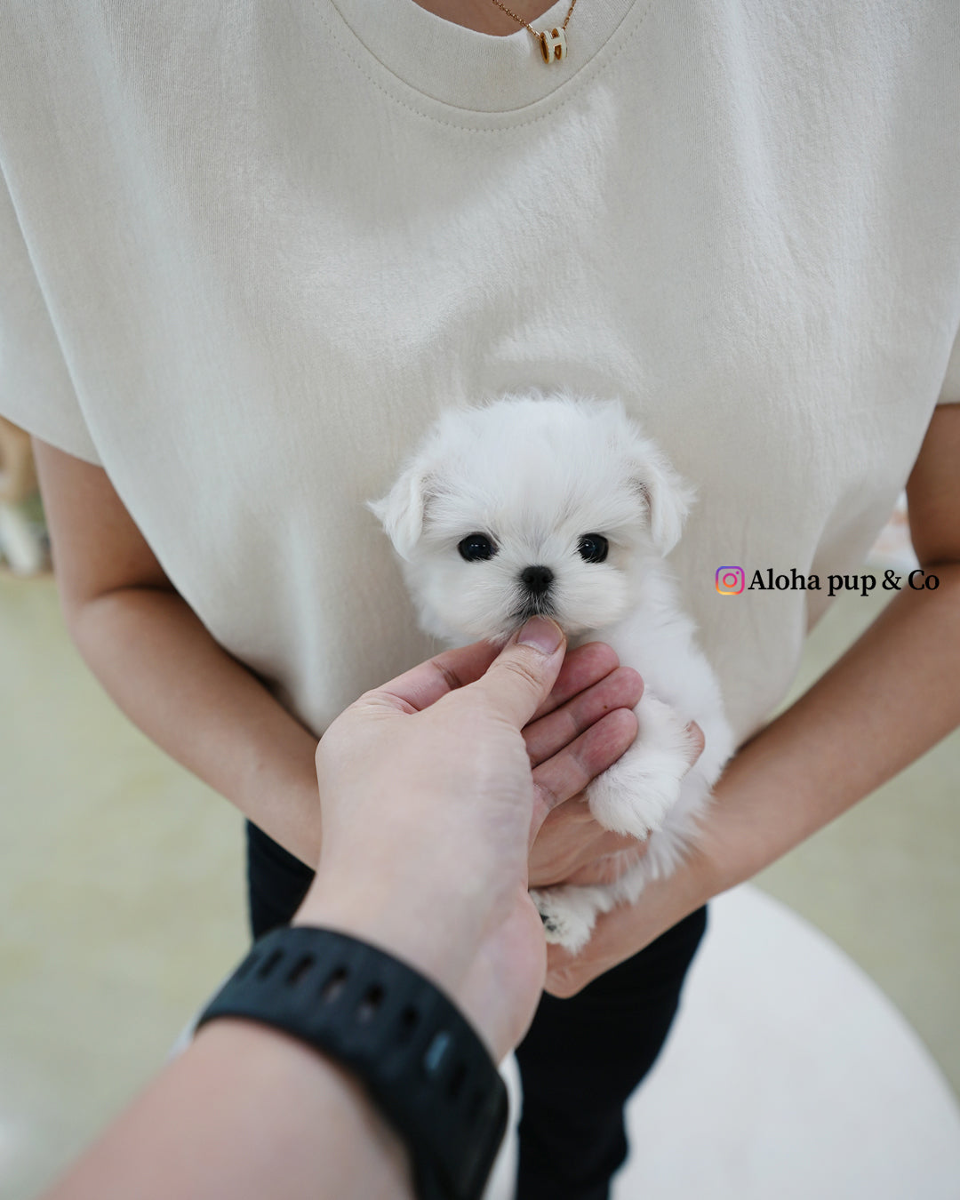 Zara [TEACUP MALTESE]