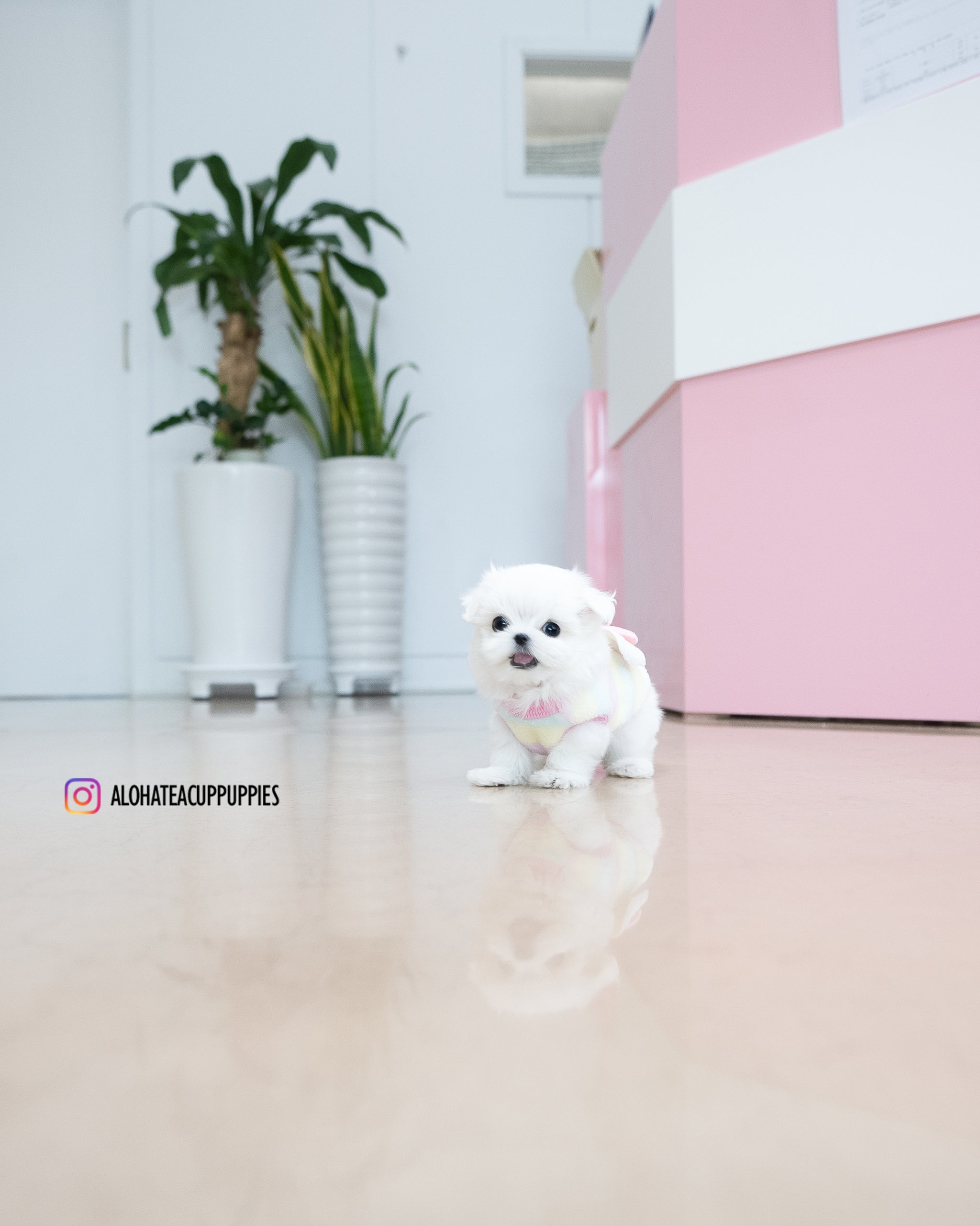 Kassia [TEACUP MALTESE]