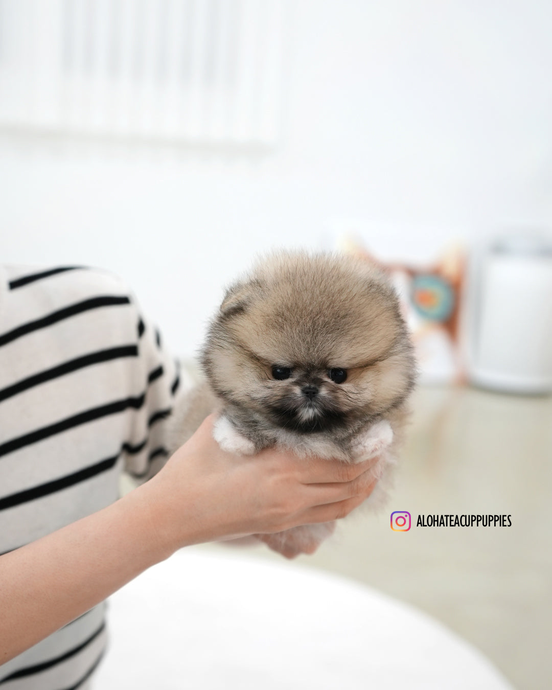 Pixie [POMERANIA TAZA DE TÉ]
