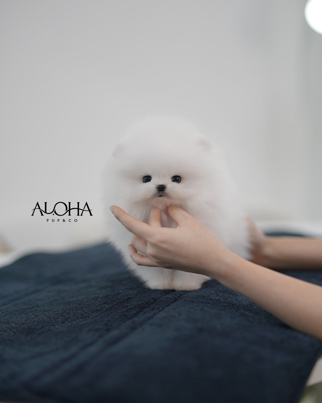 Fluff [TEACUP POMERANIAN]